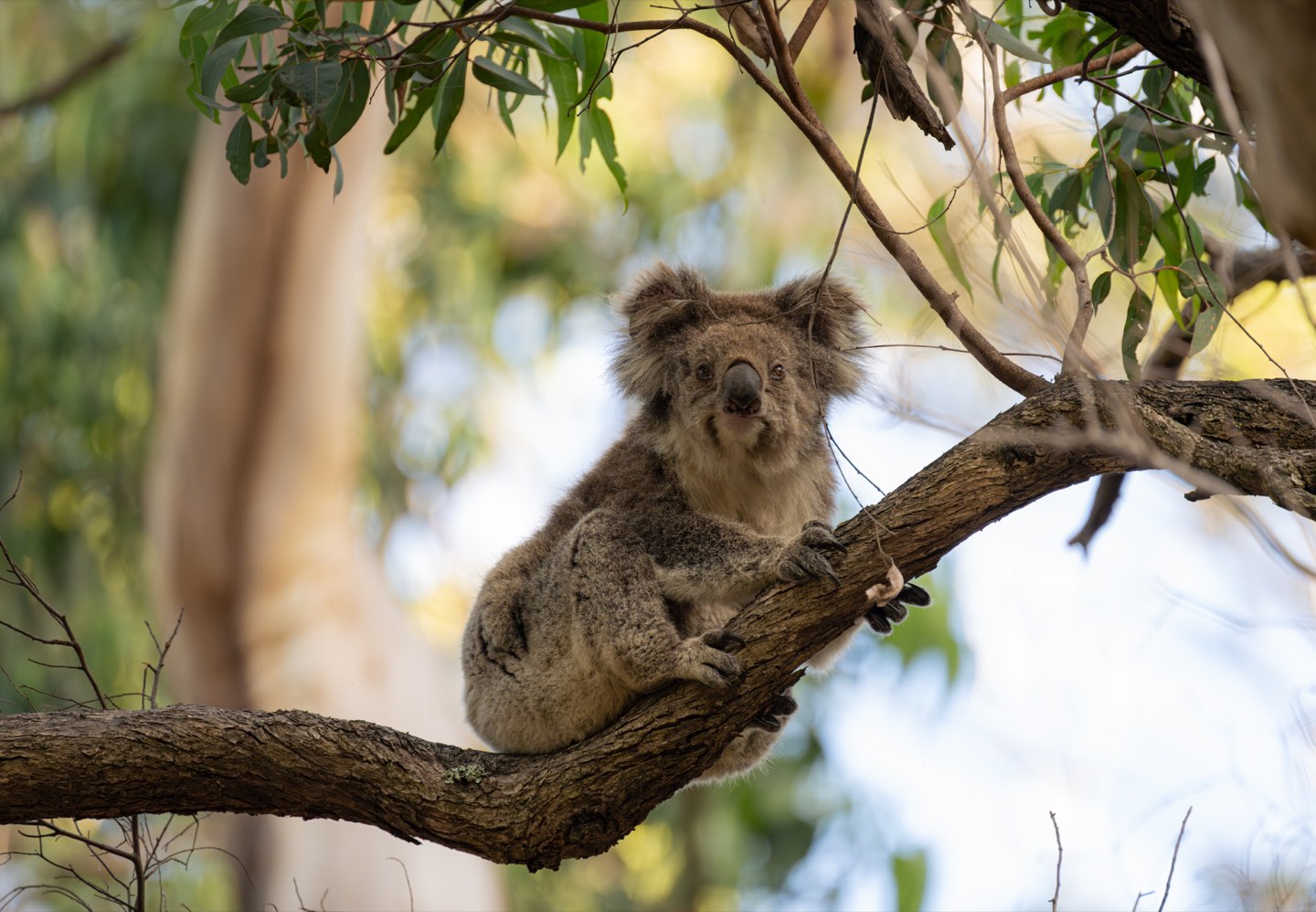 澳大利亚 第 3 张照片