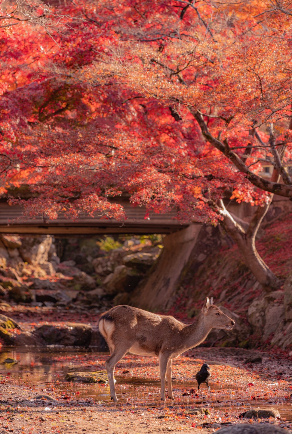 秋日京都 第 2 张照片