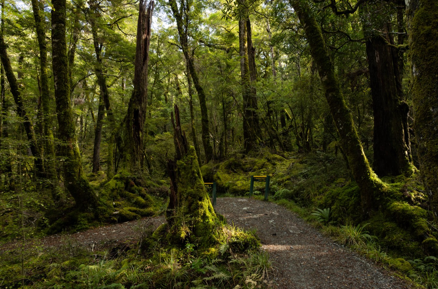 新西兰 第 5 张照片
